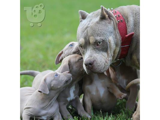 Pitbull